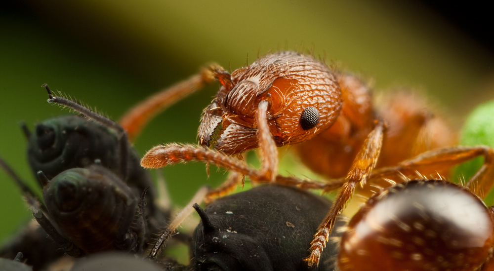 Macro Photograpy by Alistair Campbell  Huge Collection Of Macro Photography By Alistair Campbell