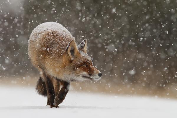 Roeselien Raimond 1600 400 Fox in the Snow by Roeselien Raimond