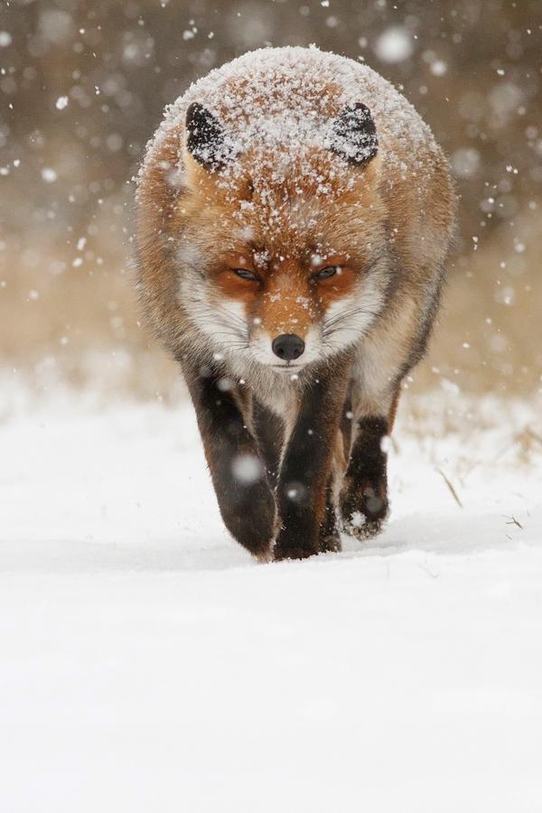 Roeselien Raimond 1600 900 Fox in the Snow by Roeselien Raimond