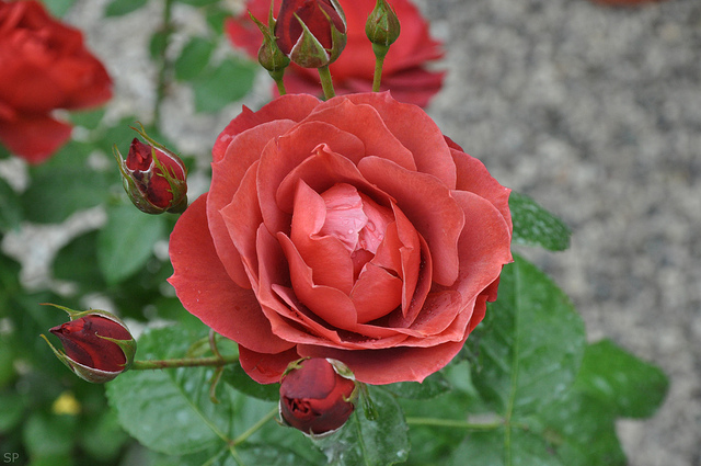 Rosa Hot Cocoa By douneika Lovely Flowers