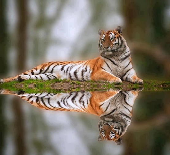 Birds and Animals Pictures Tiger and reflection Selinas preserve Birds and Animals Pictures