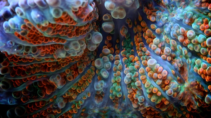 Spectacular Macro Shots of Underwater Corals Spectacular Macro Shots of Underwater Corals