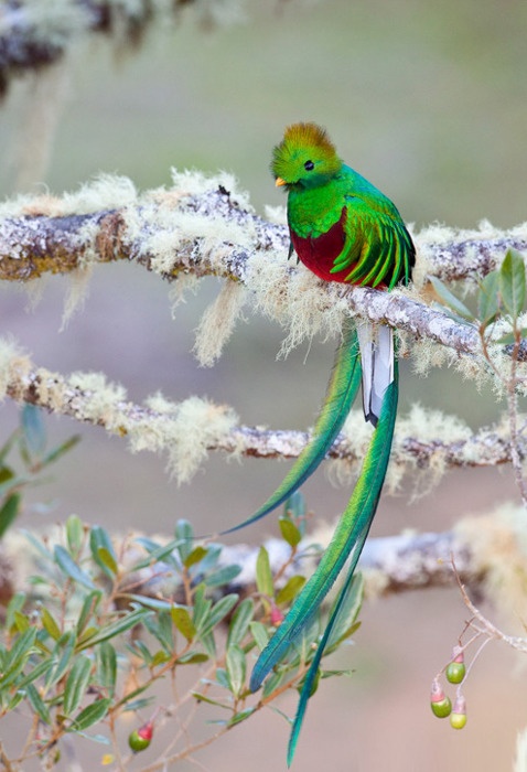 Birds and Animals Pictures incredible Birds and Animals Pictures