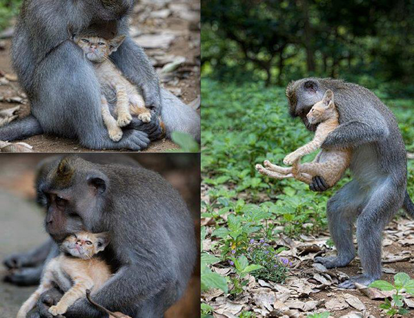 Monkey Adopts a Kitten in the Forests of Bali, Indonesia monkey and kitten 11 Monkey Adopts a Kitten in the Forests of Bali, Indonesia