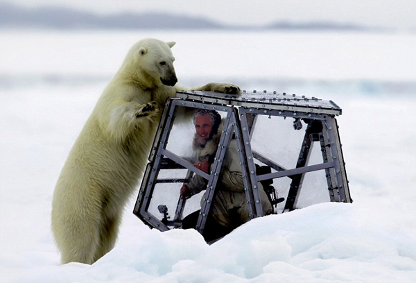 Photographer Comes Face to Face With a Hungry Polar Bear, and Captures The Entire Attack on Video polar bear family and me 4 Photographer Comes Face to Face With a Hungry Polar Bear, and Captures The Entire Attack on Video