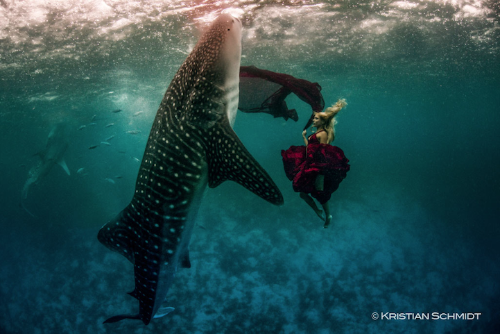 Spectacular Underwater Whale Shark Fashion Shoot shawn heinrichs kristian schmidt whale shark fashion Spectacular Underwater Whale Shark Fashion Shoot