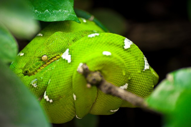 Stunning and Very Colourful Photographs of Snakes 20+ Stunning and Colourful Photographs of Snakes 01 @ GenCept 650x433 Stunning and Very Colourful Photographs of Snakes