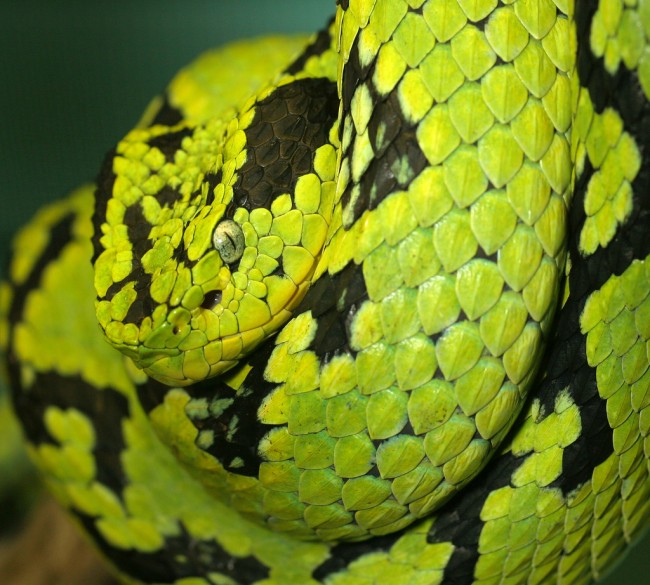 Stunning and Very Colourful Photographs of Snakes 20+ Stunning and Colourful Photographs of Snakes 02 @ GenCept 650x585 Stunning and Very Colourful Photographs of Snakes