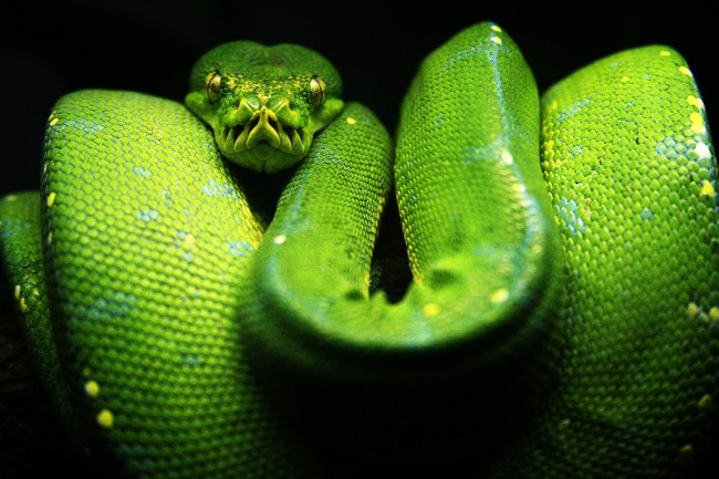 Stunning and Very Colourful Photographs of Snakes 20+ Stunning and Colourful Photographs of Snakes 06 @ GenCept 650x433 Stunning and Very Colourful Photographs of Snakes