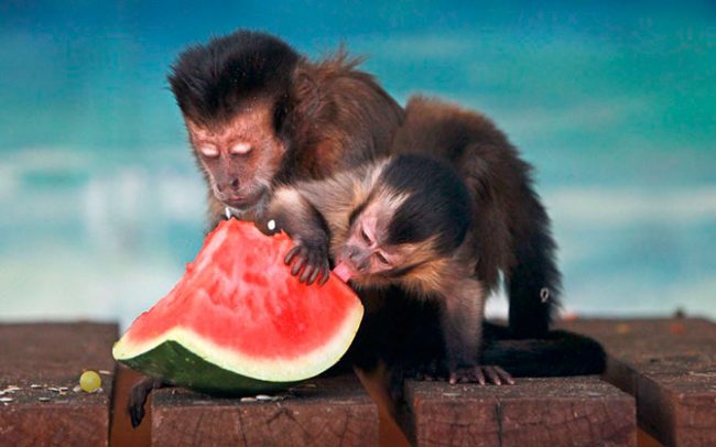 Animal Photography 1 650x406 Animals Photography of the Week