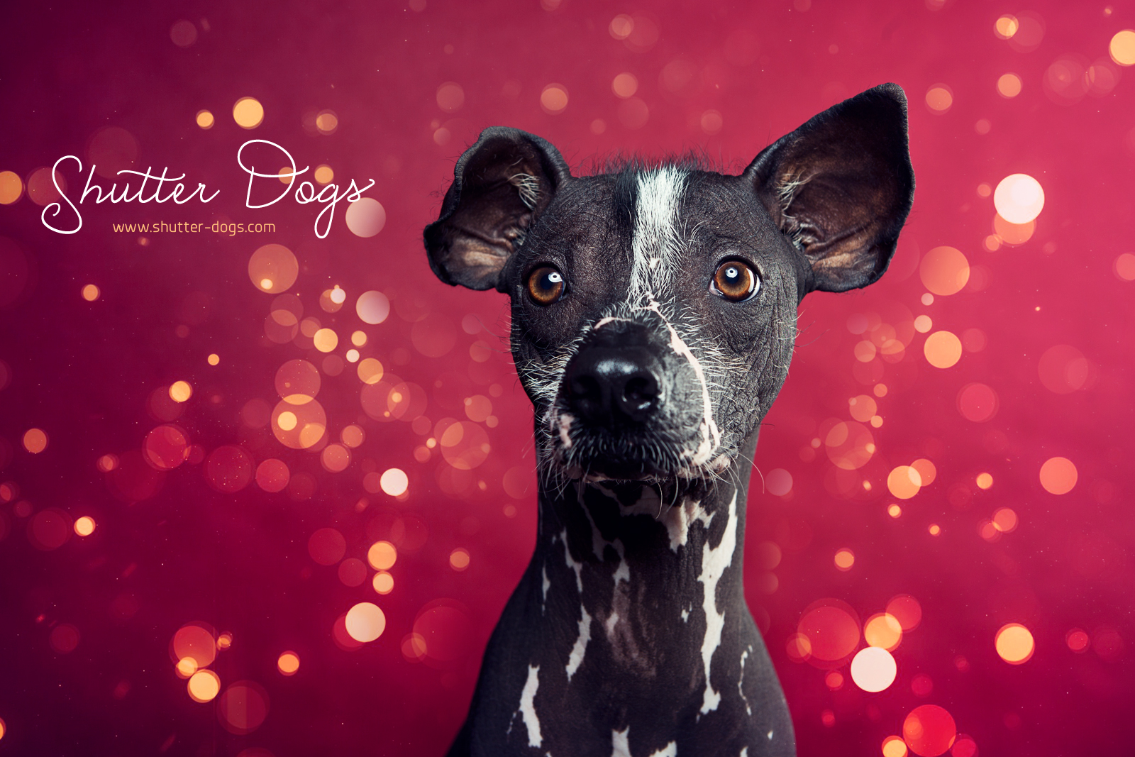 Bubbly1 Animal Portraits from Tony Gigov