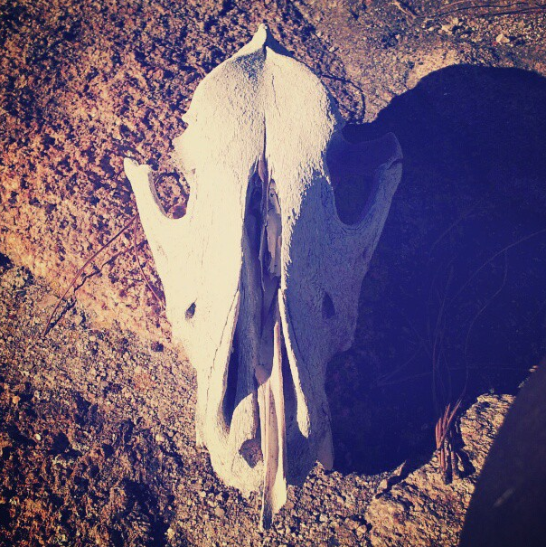 Captura de pantalla 2013 02 05 a las 12.01.18 CURIOUS INSTAGRAM ALBUM