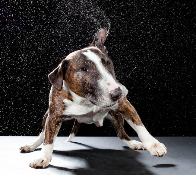 Carli Davidson Dog ‘Shake’ Series Carli Davidson Dog Shake Series 11 650x579 Carli Davidson Dog ‘Shake’ Series