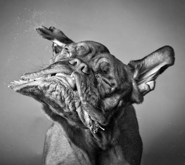 Carli Davidson Dog ‘Shake’ Series Carli Davidson Dog Shake Series 650x578 Carli Davidson Dog ‘Shake’ Series