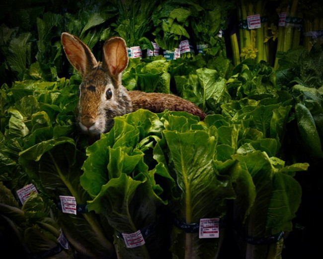 Animals in the Supermarket Garden Fresh by Agan Harahap 3 650x522 Animals in the Supermarket