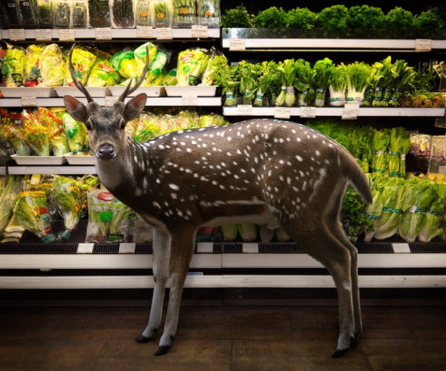 Animals in the Supermarket Garden Fresh by Agan Harahap 6 650x541 Animals in the Supermarket