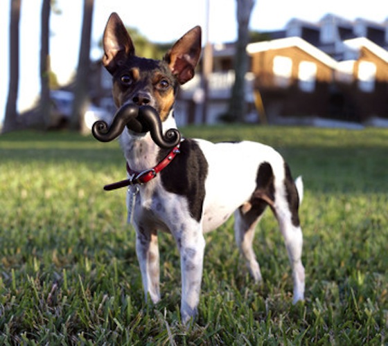 Humunga Stache Dog Toy Humunga Stache Dog Toy Humunga Stache Dog Toy