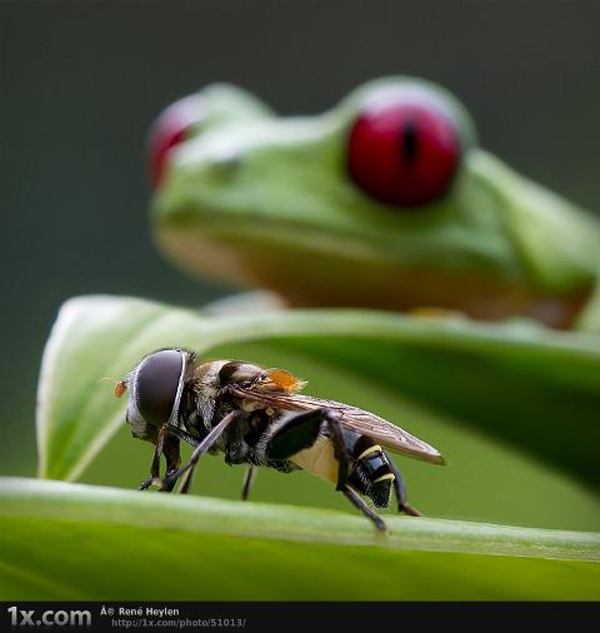 Wonderful Examples Of Macro Photography Macro Photography 1 Wonderful Examples Of Macro Photography