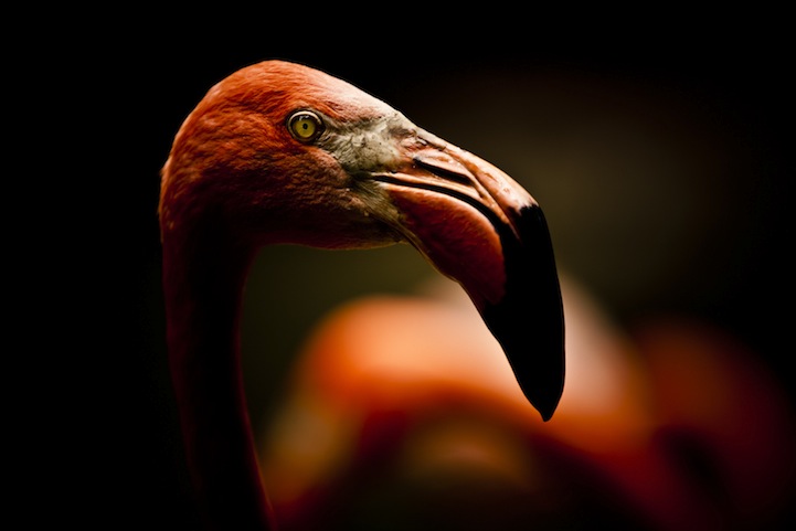 Breathtaking Close Up Portraits of Wild Animals Breathtaking Close Up Portraits of Wild Animals