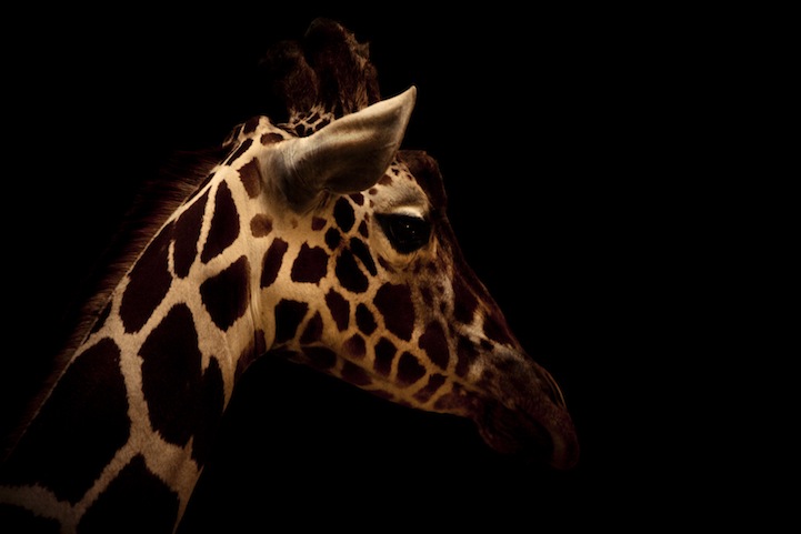Breathtaking Close Up Portraits of Wild Animals Breathtaking Close Up Portraits of Wild Animals