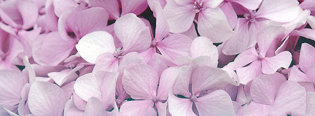 Random Facebook Covers Pink Flowers fb timeline cover Random Facebook Covers