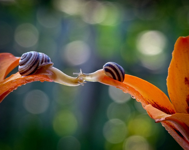 25 Stunning Macro Photography beautiful macro insect photos 24 25 Stunning Macro Photography