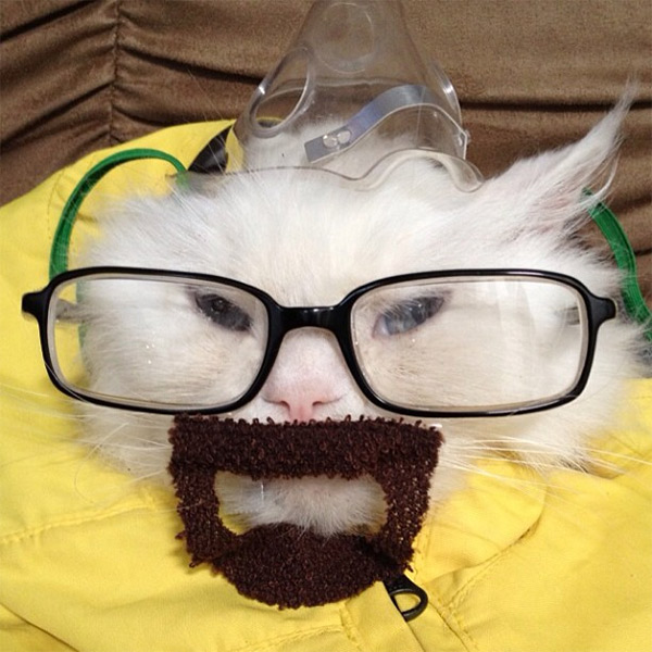 Breaking Bads Walter White aka Heisenberg Cat Cosplay breaking bad cat 1 Breaking Bads Walter White aka Heisenberg Cat Cosplay