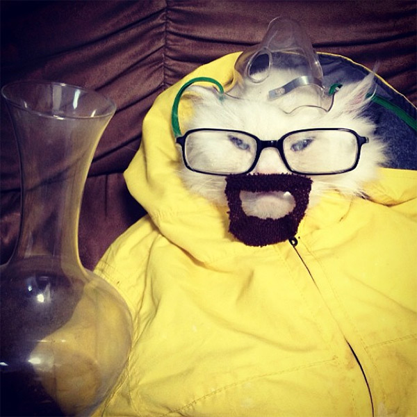 Breaking Bads Walter White aka Heisenberg Cat Cosplay breaking bad cat 2 Breaking Bads Walter White aka Heisenberg Cat Cosplay