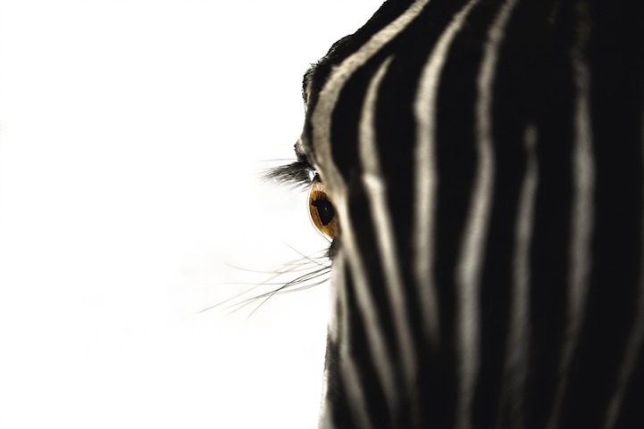 Breathtaking Close Up Portraits of Wild Animals Breathtaking Close Up Portraits of Wild Animals
