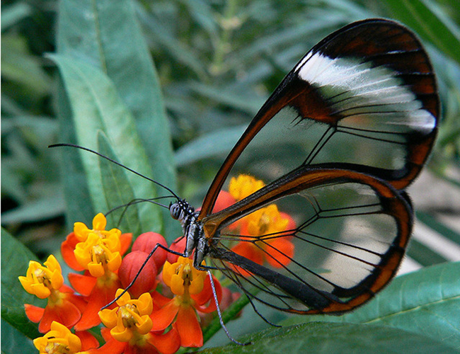 Awe Inspiring Butterfly Photography Butterfly Photography 15 Awe Inspiring Butterfly Photography