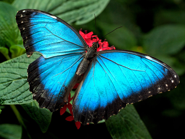 Awe Inspiring Butterfly Photography Butterfly Photography 2 Awe Inspiring Butterfly Photography