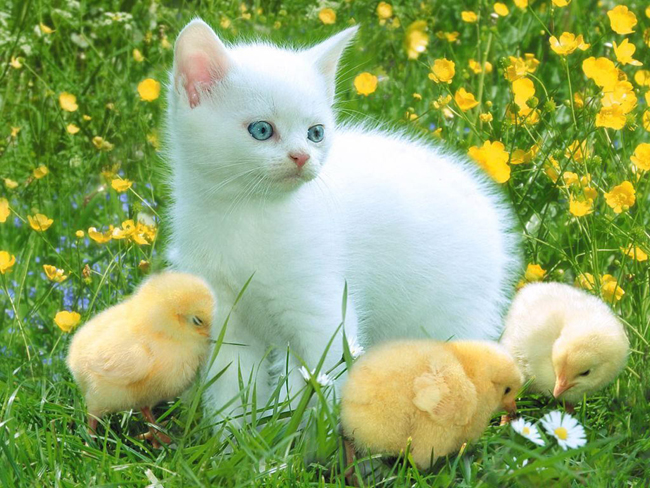 Cats with Blue Eyes