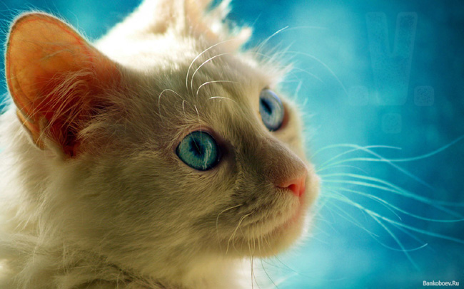 Cats with Blue Eyes 5