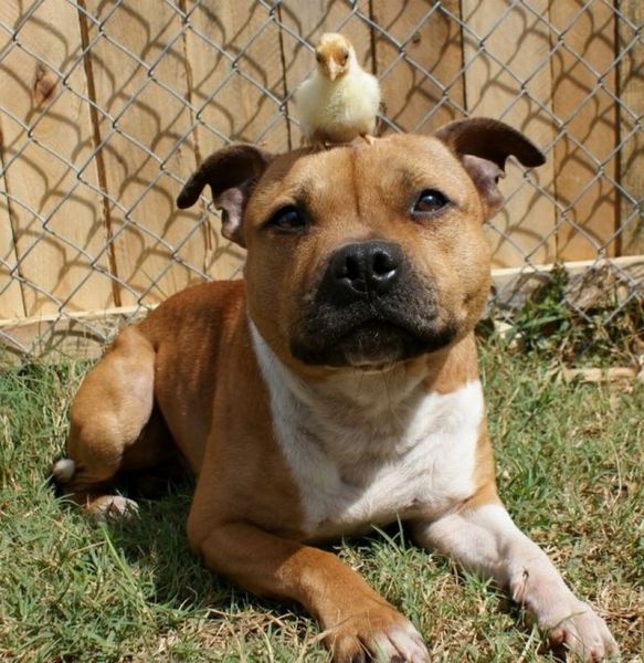 24 Perfectly Timed Animal Photos Funny Animal 18 24 Perfectly Timed Animal Photos