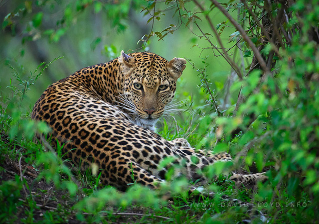 20 Rare Pictures of Leopards Mara Leopard by David Lloyd 20 Rare Pictures of Leopards