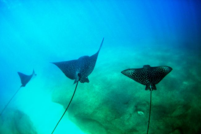 Oahu by Kenji Croman for Global Yodel ray 650x433 North Shore, Oahu, Hawaii   travel through a local lens