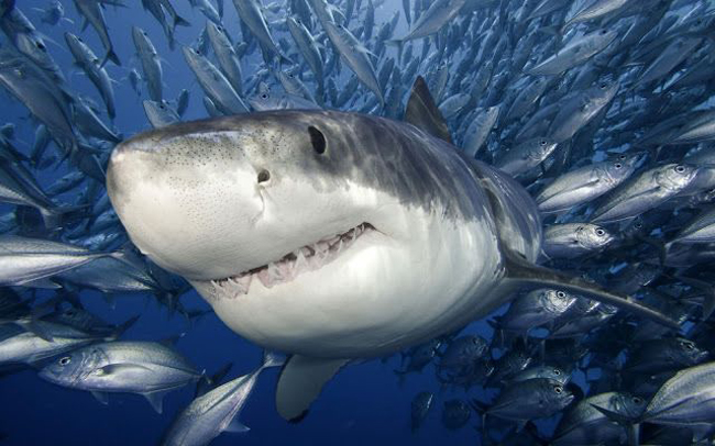 Photography Of Sharks, Whales And Dolphins Sharks Whales Dolphin Photography Of Sharks, Whales And Dolphins