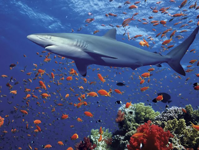 Photography Of Sharks, Whales And Dolphins Sharks Whales Dolphin 4 Photography Of Sharks, Whales And Dolphins