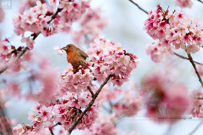 Amazing bird photo Untitled photo by Nhut Pham 650x433 Amazing bird photo