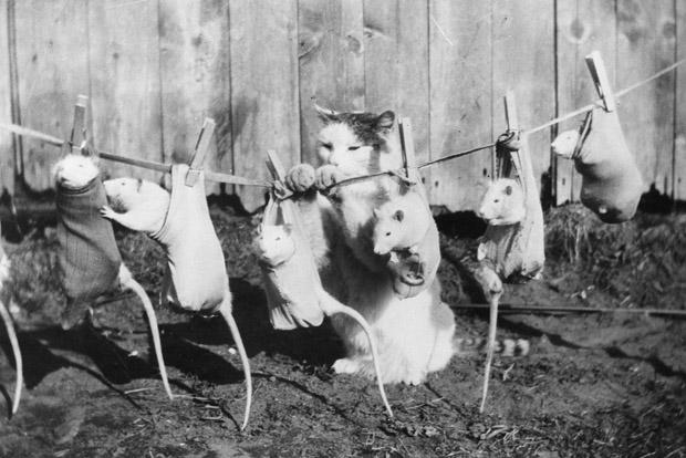 Vintage Photos of Animals Acting Like People Vintage Photos of Animals Acting Like People 13 Vintage Photos of Animals Acting Like People