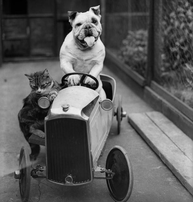 Vintage Photos of Animals Acting Like People Vintage Photos of Animals Acting Like People 15 Vintage Photos of Animals Acting Like People