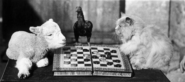 Vintage Photos of Animals Acting Like People Vintage Photos of Animals Acting Like People 2 Vintage Photos of Animals Acting Like People