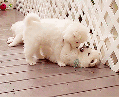 23 of The Most Perfect Kissing Moments Ever animal kissing 23 of The Most Perfect Kissing Moments Ever