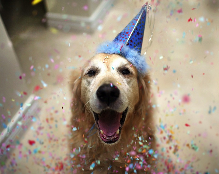 Meet Champ, The Happiest Dog in the World champ 00 Meet Champ, The Happiest Dog in the World