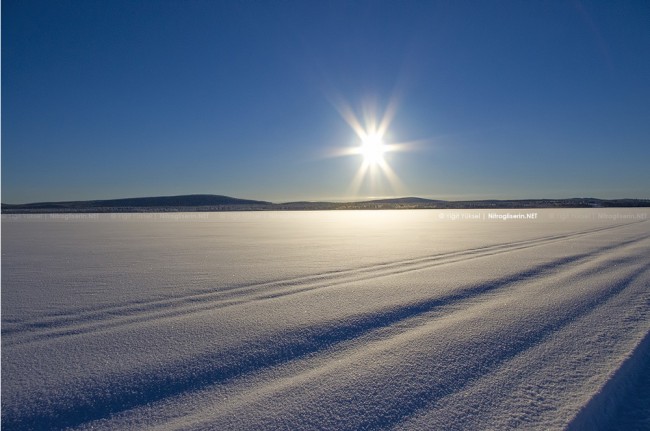 Dogsledding in Sweden Photography dogsled 11 650x431 Dogsledding in Sweden Photography