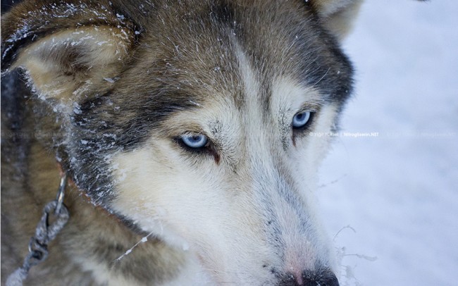 Dogsledding in Sweden Photography dogsled 14 650x406 Dogsledding in Sweden Photography