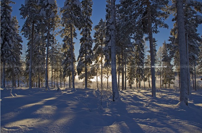 Dogsledding in Sweden Photography dogsled 5 650x431 Dogsledding in Sweden Photography
