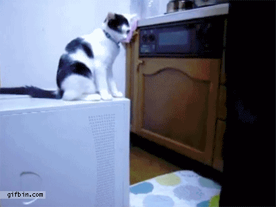 funny animal gif Most Hilarious GIF Collection to Inspire You