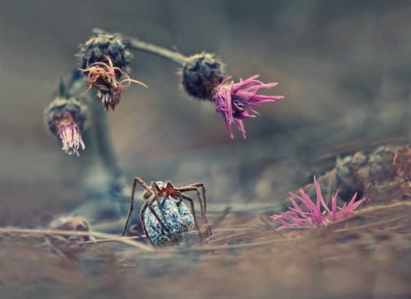 krasimir matarov bulgaria winner nature and wildlife open competition 2013 sony world photography awards3 10 Best Photographs from the Sony World Photography Awards 2013