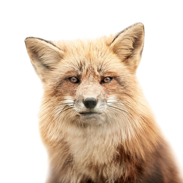 Animal Portraits by Morten Koldby mortenkoldby01 Animal Portraits by Morten Koldby